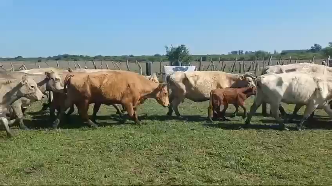 Lote 42 Vacas medio uso C/ cria en Entre Ríos, Federal