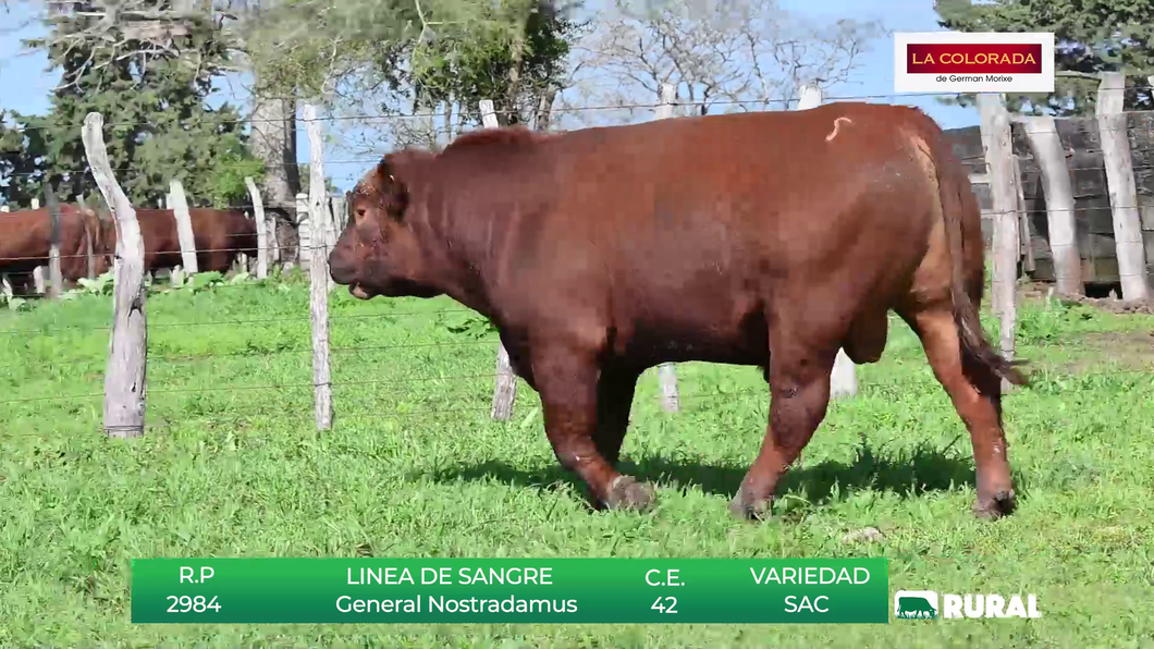 Lote TOROS RED ANGUS