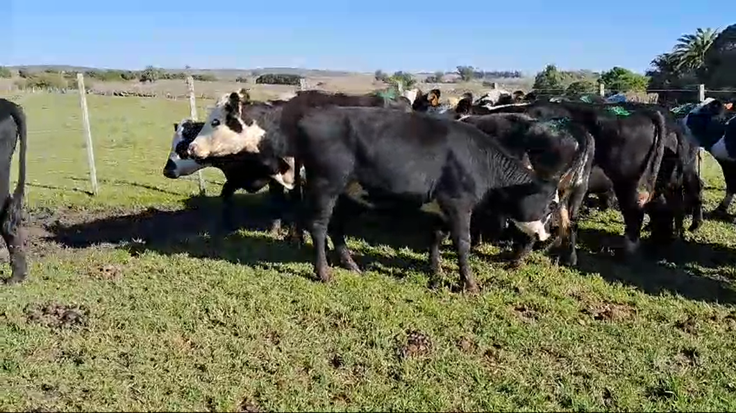 Lote 20 Vaquillonas  Angus y Cruzas a remate en Pantalla Camy  350kg -  en Ruta 23 Km 120