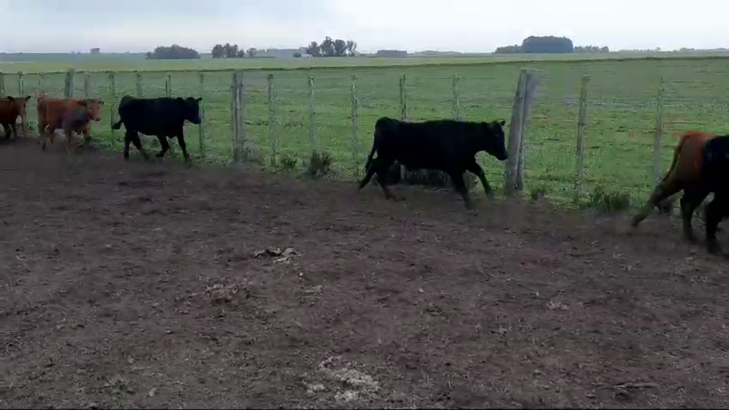 Lote 15 Terneras ANGUS - ANGUS/ HEREFORD a remate en #50 Pantalla Carmelo 230kg -  en RUTA 50