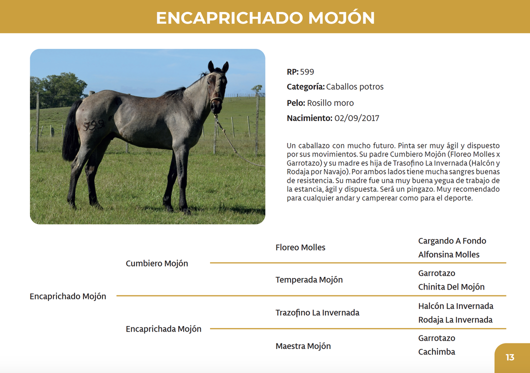 Lote Encaprichado Mojón (RP 599)