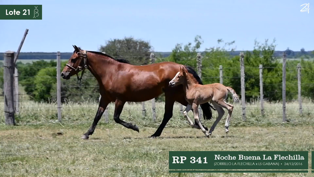 Lote Noche Buena La Flechilla