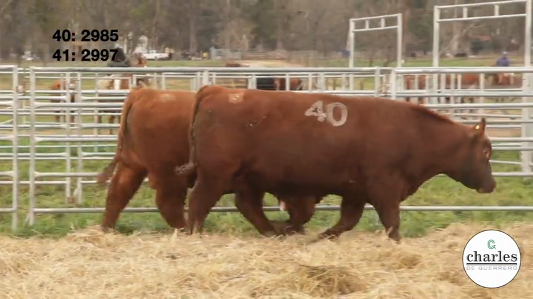 Lote TOROS PUROS CONTROLADOS