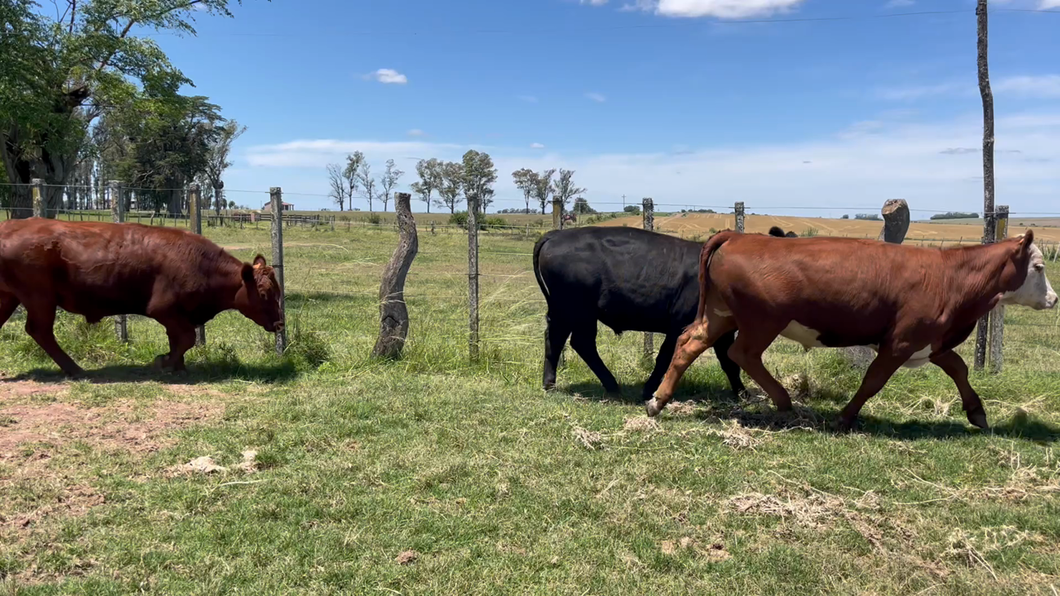 Lote NOVILLOS 1 a 2 AÑOS