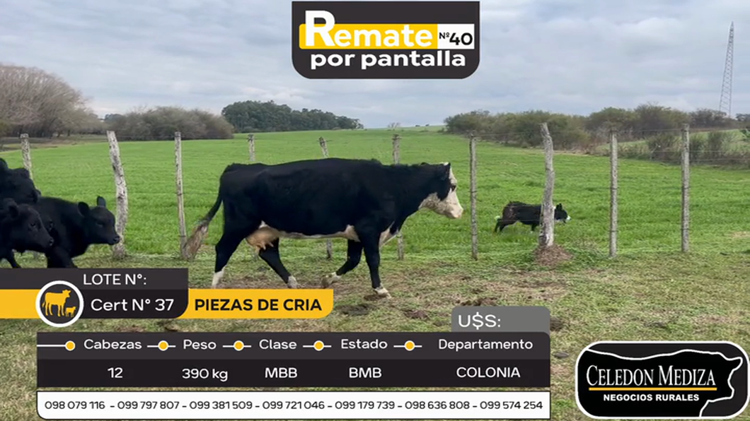 Lote 12 Piezas de cría en Colonia