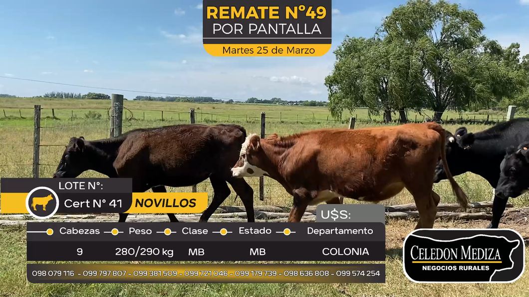 Lote 9 Novillos en Tarariras, Colonia