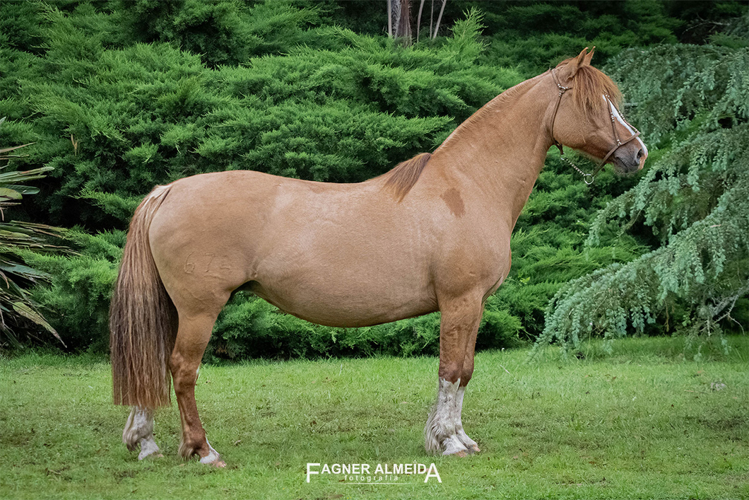 Lote QUELEN ARAUCARIA