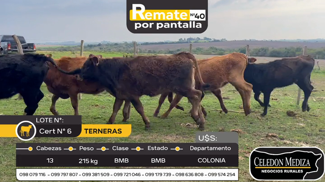 Lote 13 Terneras en Colonia