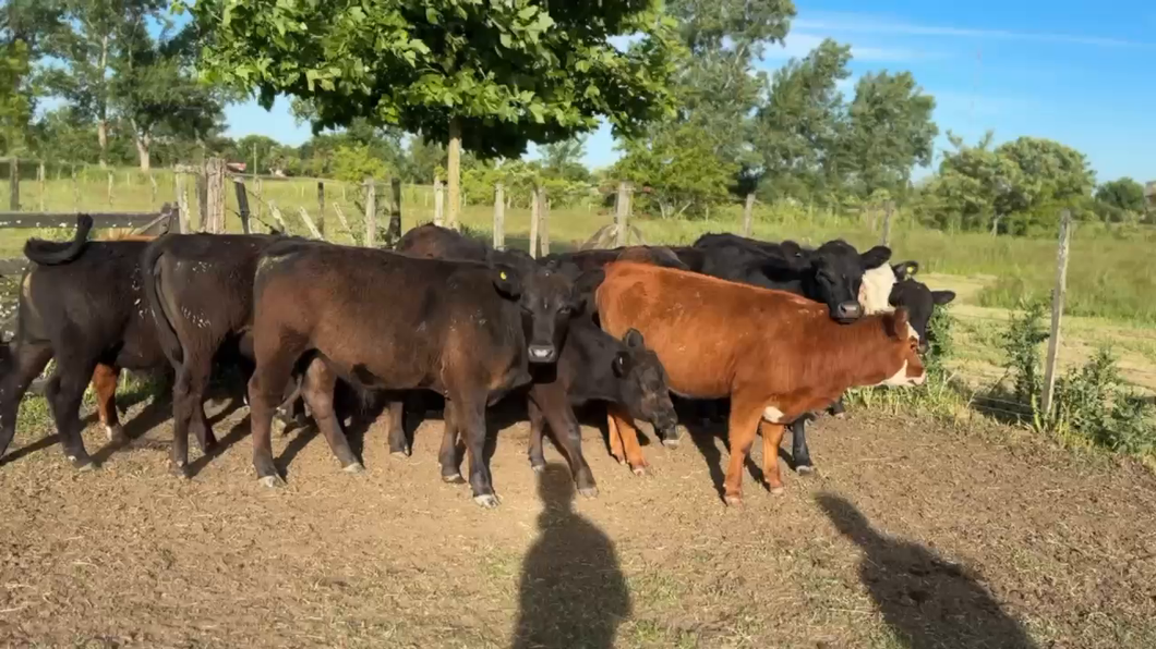 Lote 21 Terneros/as