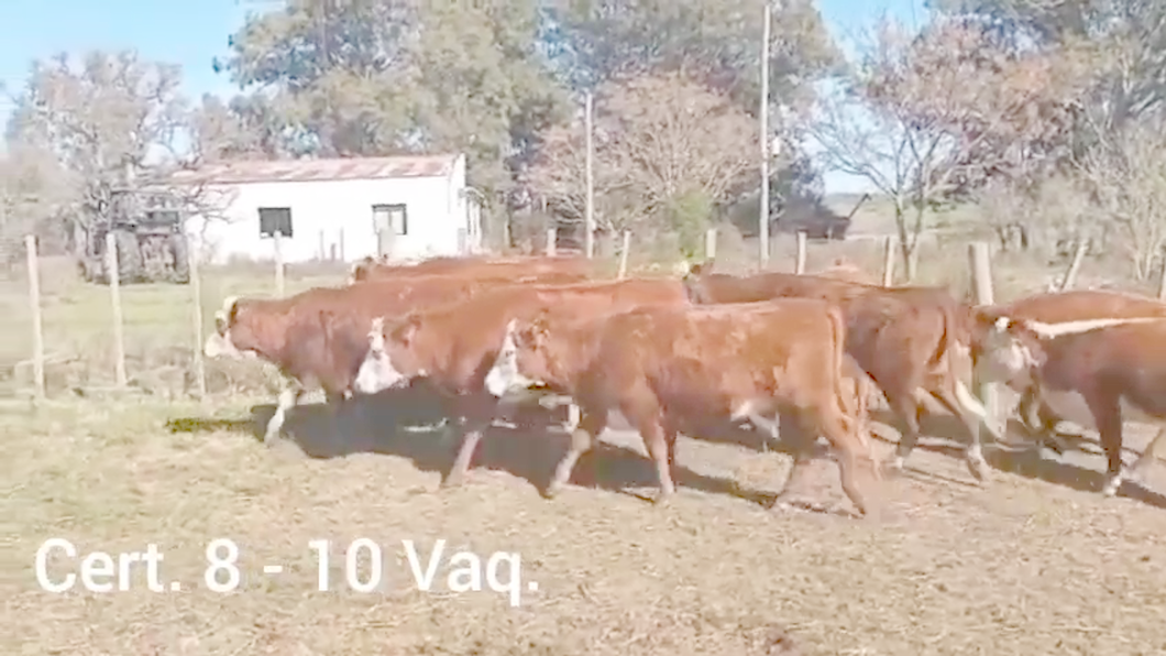 Lote VAQUILLONAS