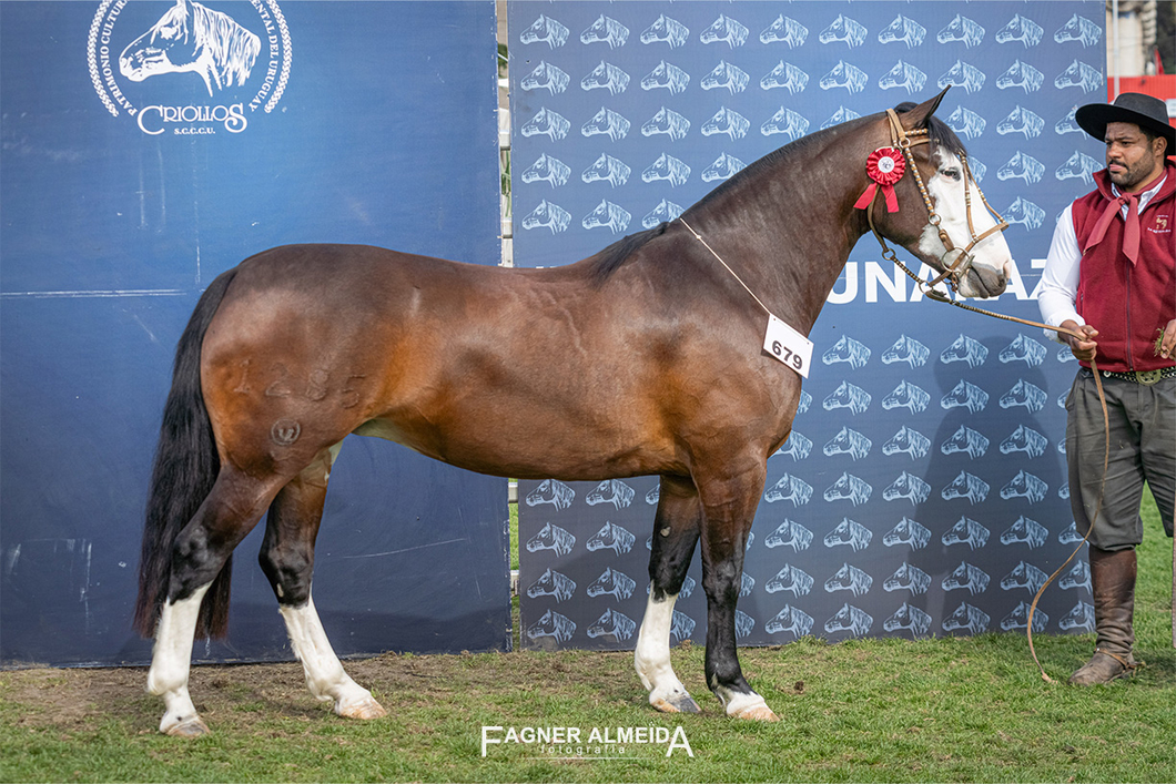 Lote QUELEN EMPILCHADA