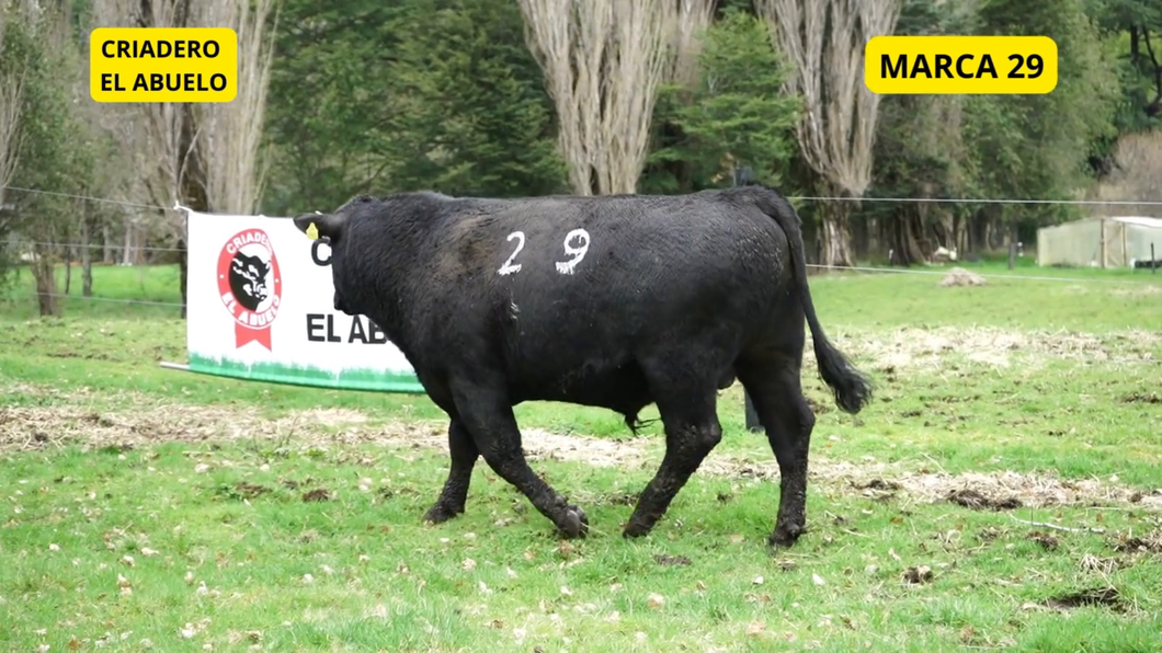 Lote 1 Toro