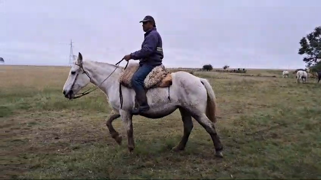 Lote Yegua de andar CRUZA BOLONES a remate en 2º Remate Virtual Baltasar Brum en PALMA SOLA