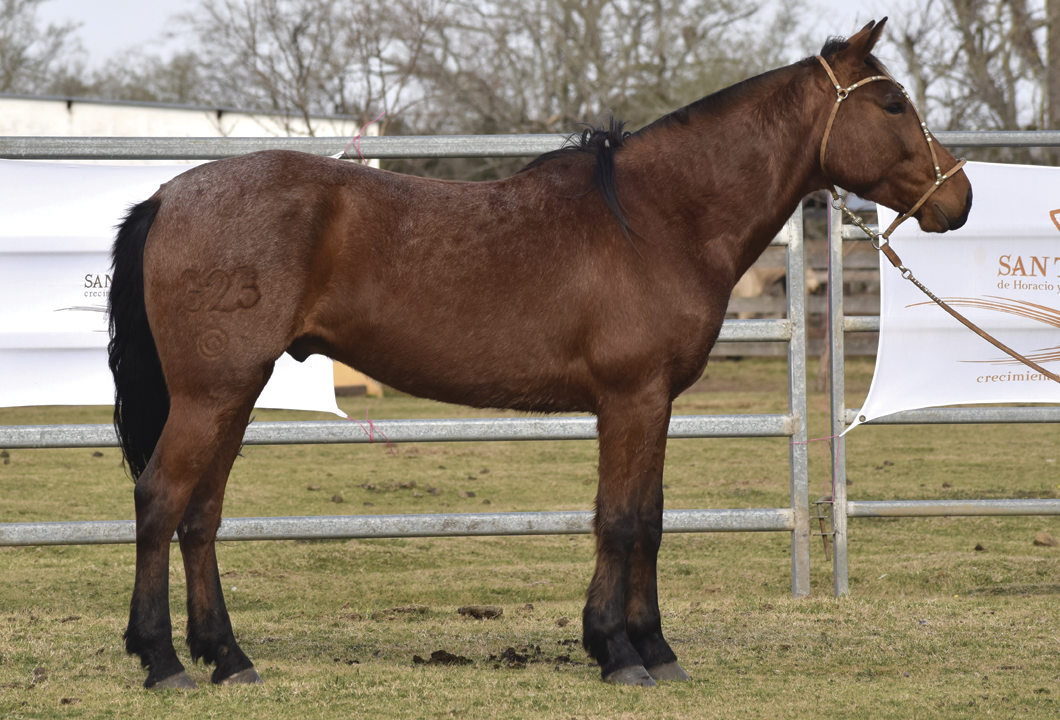 Lote CANELA SAN TELMO