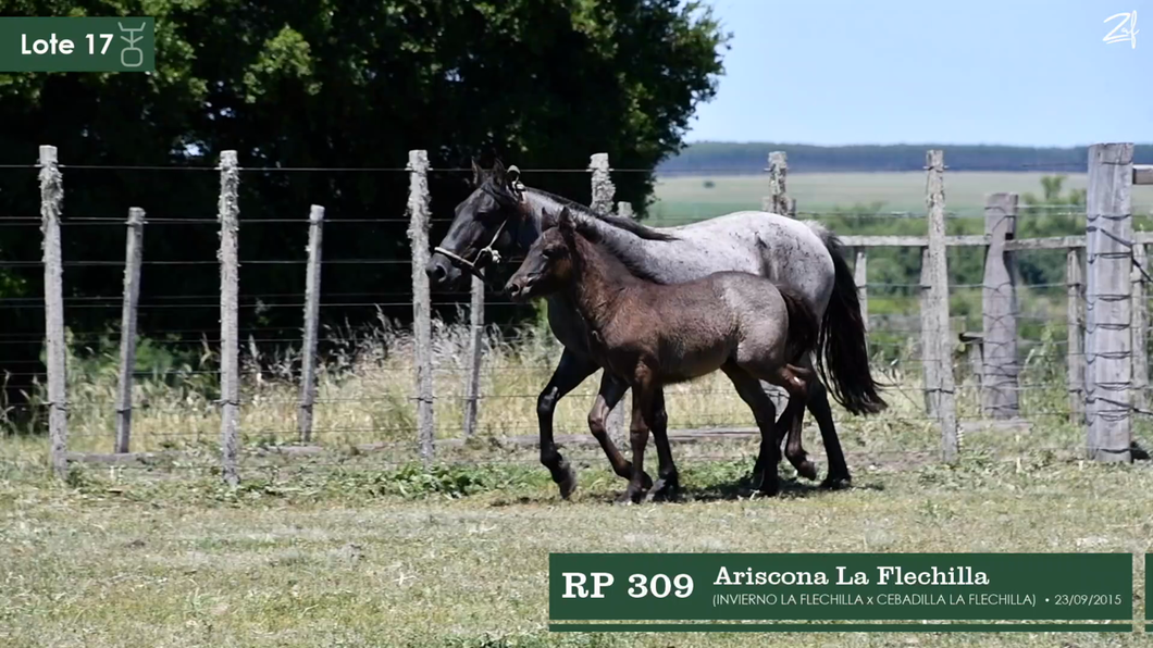 Lote Ariscona La Flechilla