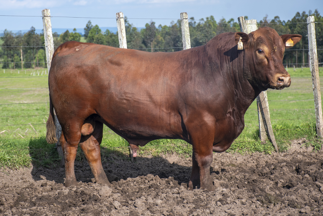 Lote Toros a remate en Nacional Brangus, Tacuarembó