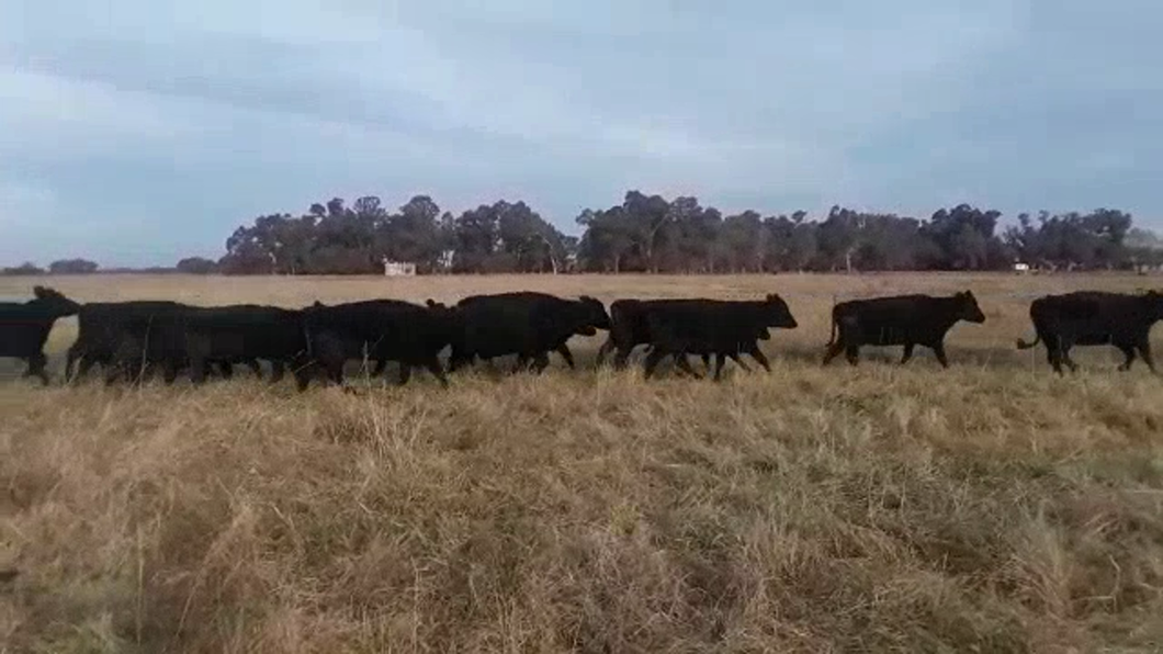 Lote 52 Vacas de invernar en Navarro, Buenos Aires