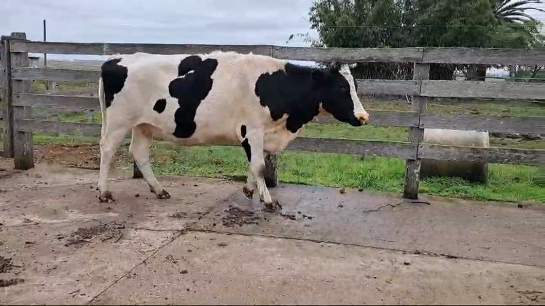 Lote (Vendido)Vacas preñadas HO a remate en 2º Remate Virtual Baltasar Brum 500kg -  en ITACUMBU