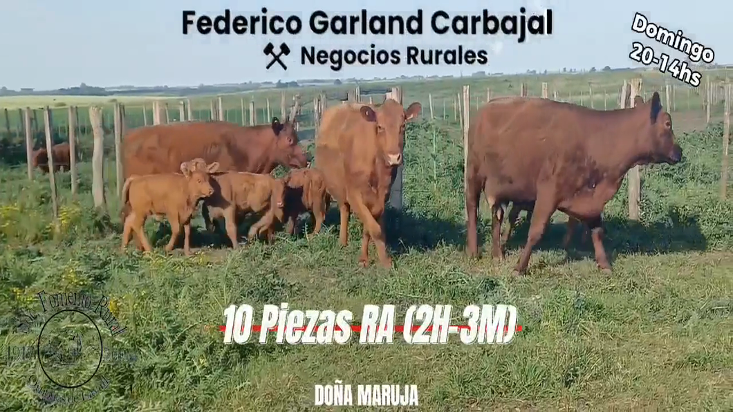 Lote 10 Piezas de cría RED ANGUS a remate en Expo Ombues en OMBUES DE LAVALLE