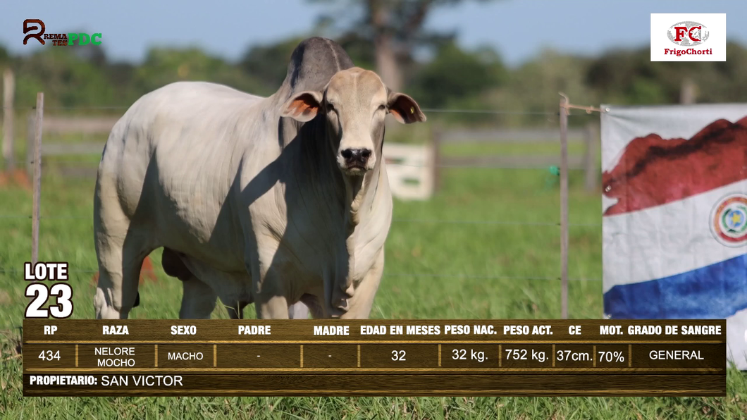 Lote Machos NELORE MOCHO a remate en Expo Pioneros 23 de Mayo 2024 en Pioneros del Chaco S.A.