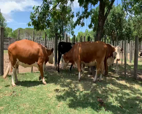 Lote 4 Vacas de Invernada en Melo, Cerro Largo