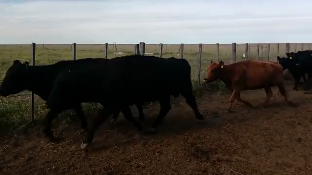 Lote 29 Vacas CUT preñadas en Bahía Blanca, Buenos Aires