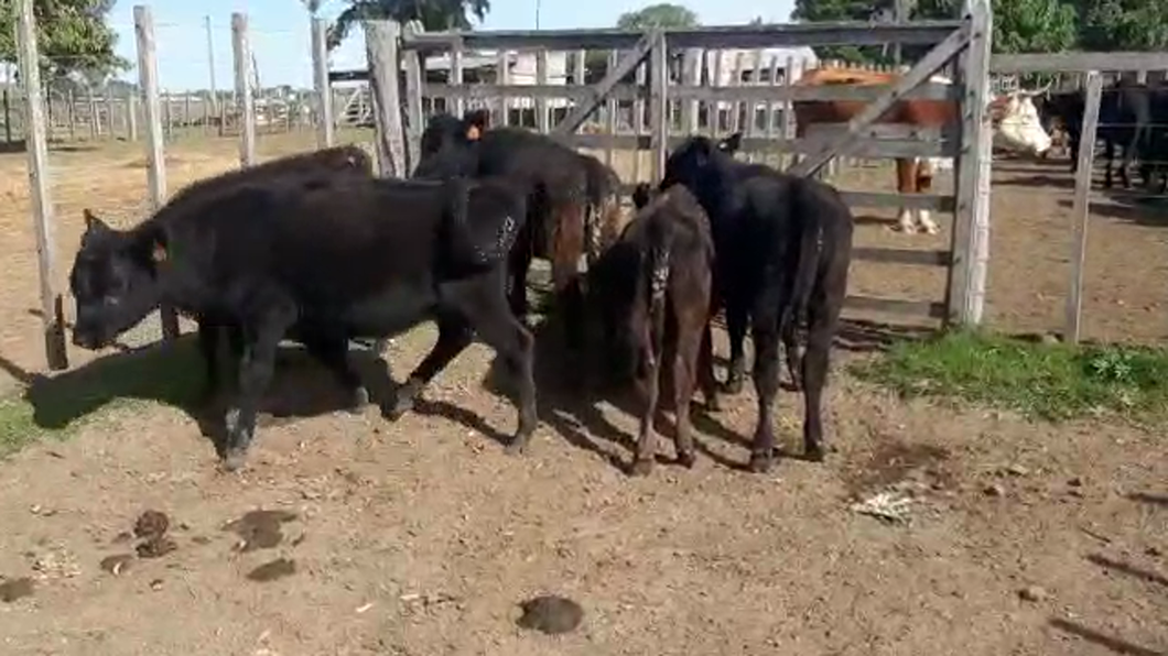 Lote (Vendido)7 Terneros y Terneras ANGUS a remate en Pantalla Camy Mayo - Desde La Cuenca 130kg - , San José