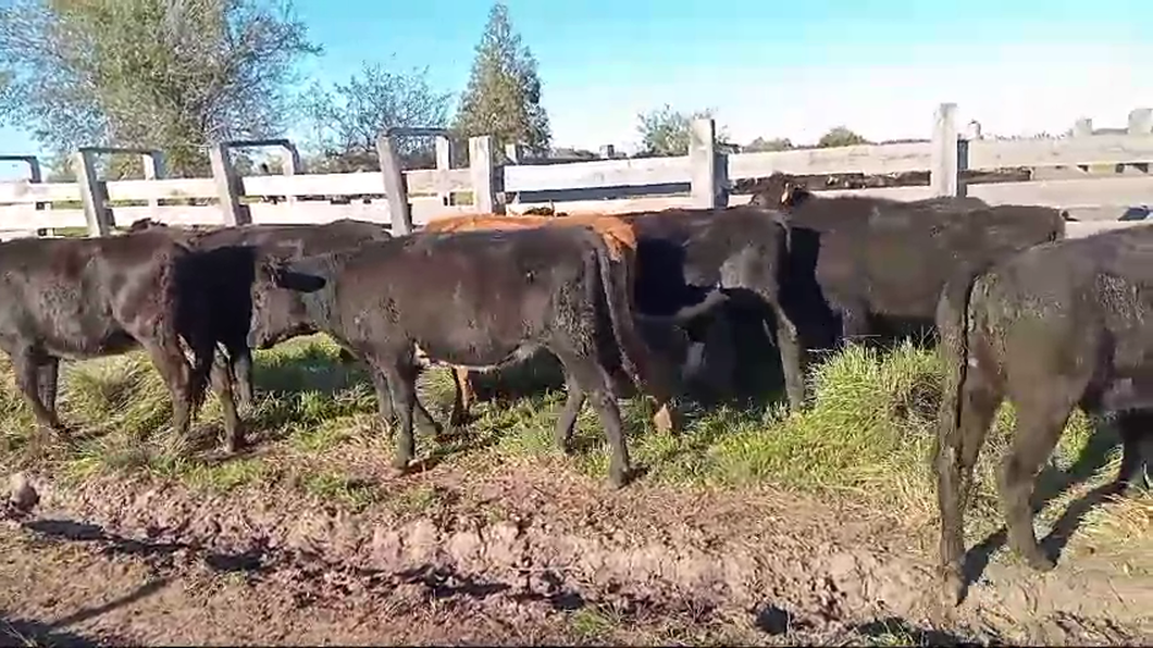 Lote VAQUILLONAS PREÑADAS