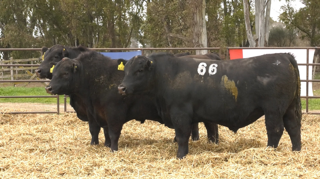 Lote TOROS ANGUS NEGROS PC