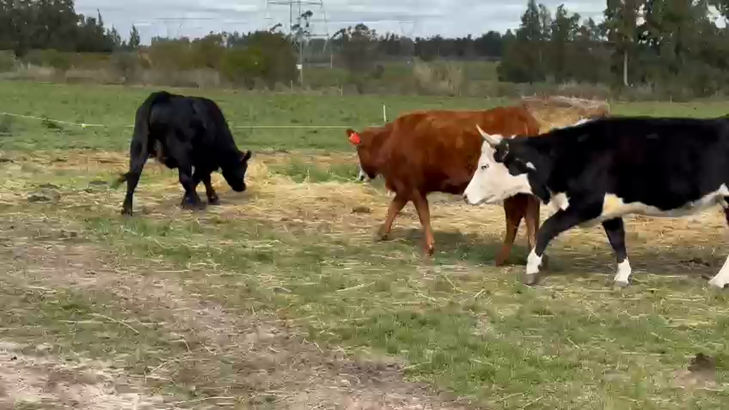 Lote 18 Vaquillonas  Hereford y Angus a remate en Aniversario 115 Años - Camy en Paso Pache