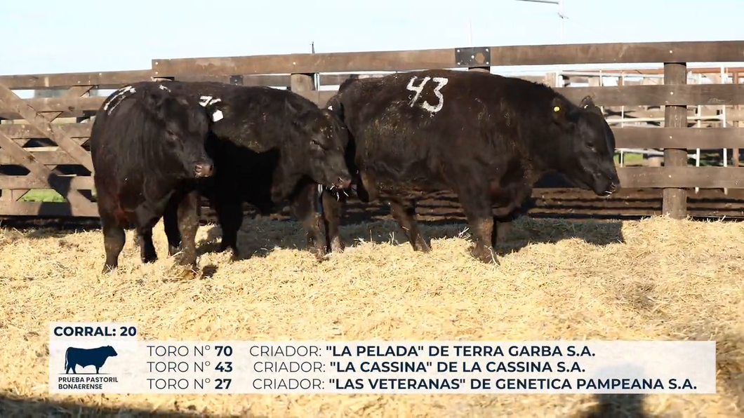 Lote Toros