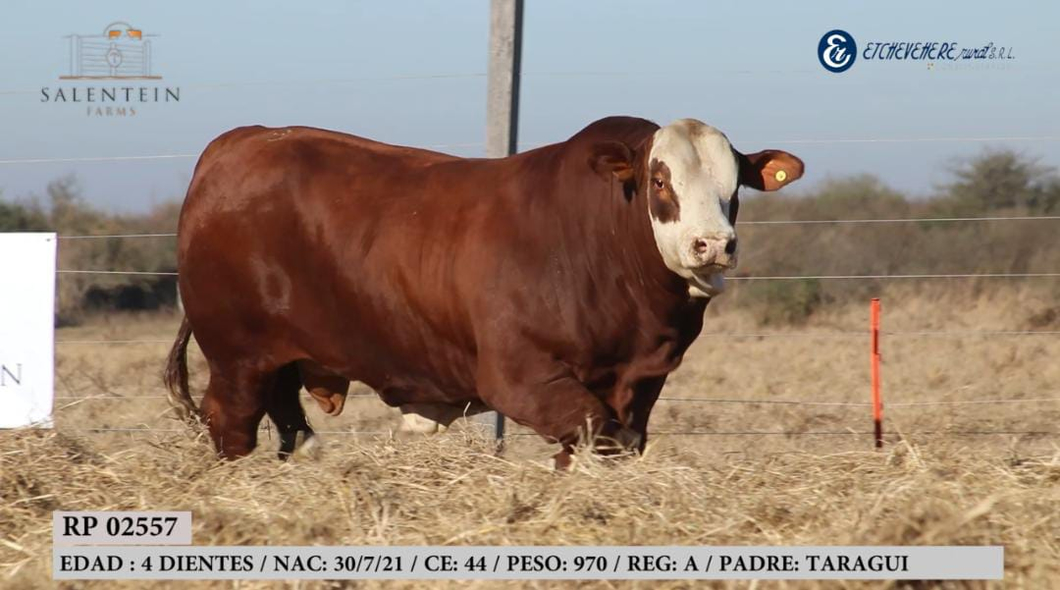 Lote Toro Braford