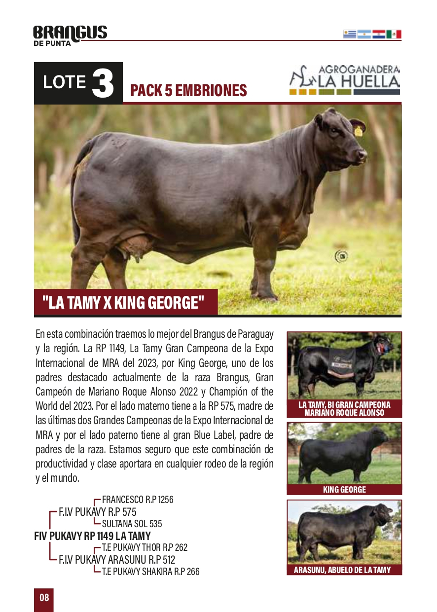 Lote "PACK 5 EMBRIONES ""LA TAMY X KING GEORGE"""
