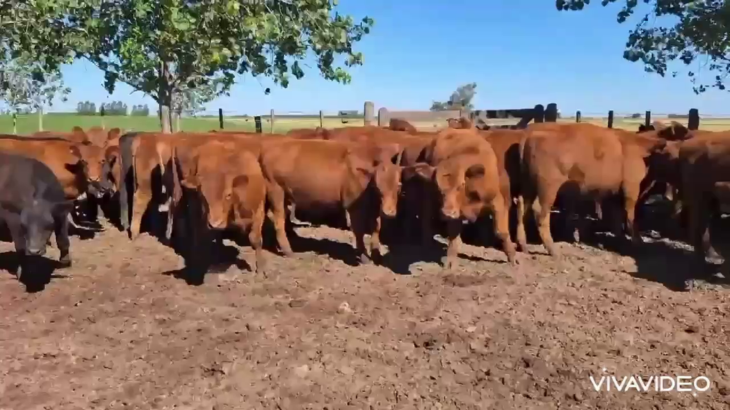 Lote 50 Terneros
