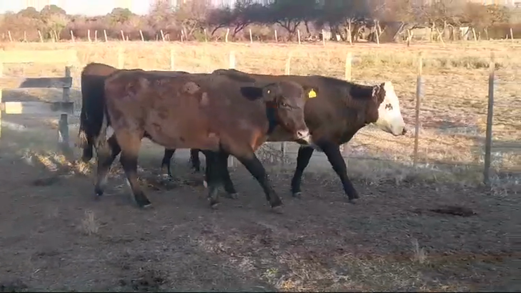 Lote (Vendido)3 Vaquillonas 1 a 2 años CRUZAS a remate en #47 Pantalla Carmelo 330kg -  en POLANCOS