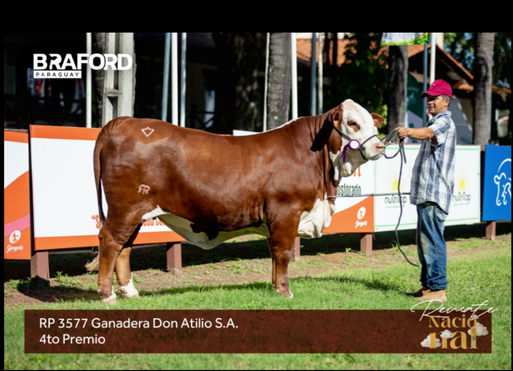 Lote LOTE BOZAL -NRO DE CAT 42