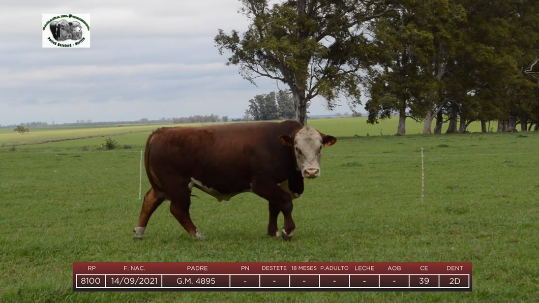 Lote Toros a remate en 6to Remate Anual Cabaña "El Trébol" de Martín Salto Stefani, Paysandú