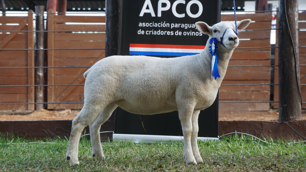Lote Texel Expo Internacional 2022 - Lote 35