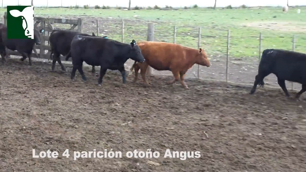 Lote 5 Vaquillonas Angus MaS con garantía de preñez, parición mediados de Febrero