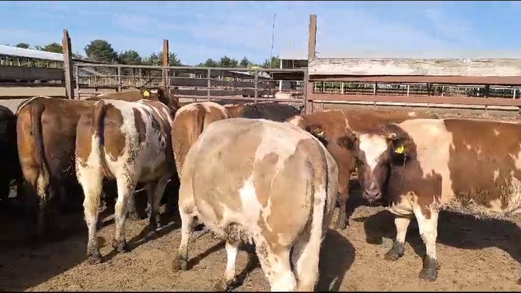 Lote 20 Vaquilla Gorda en Los Ángeles, VIII Región Biobío