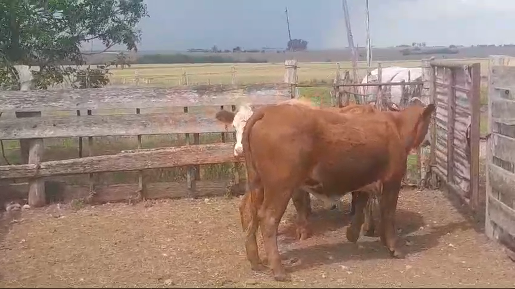 Lote 3 Vaquillonas 1 a 2 años a remate en #50 Pantalla Carmelo 380kg -  en PUNTAS DE ARENALES