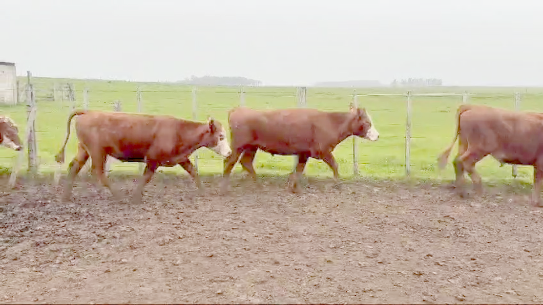 Lote 20 Novillos a remate en Dia del Toro 357kg -  en Guaviyu - Km 105 - Ruta 27 - 13 km al Norte por camino vecinal