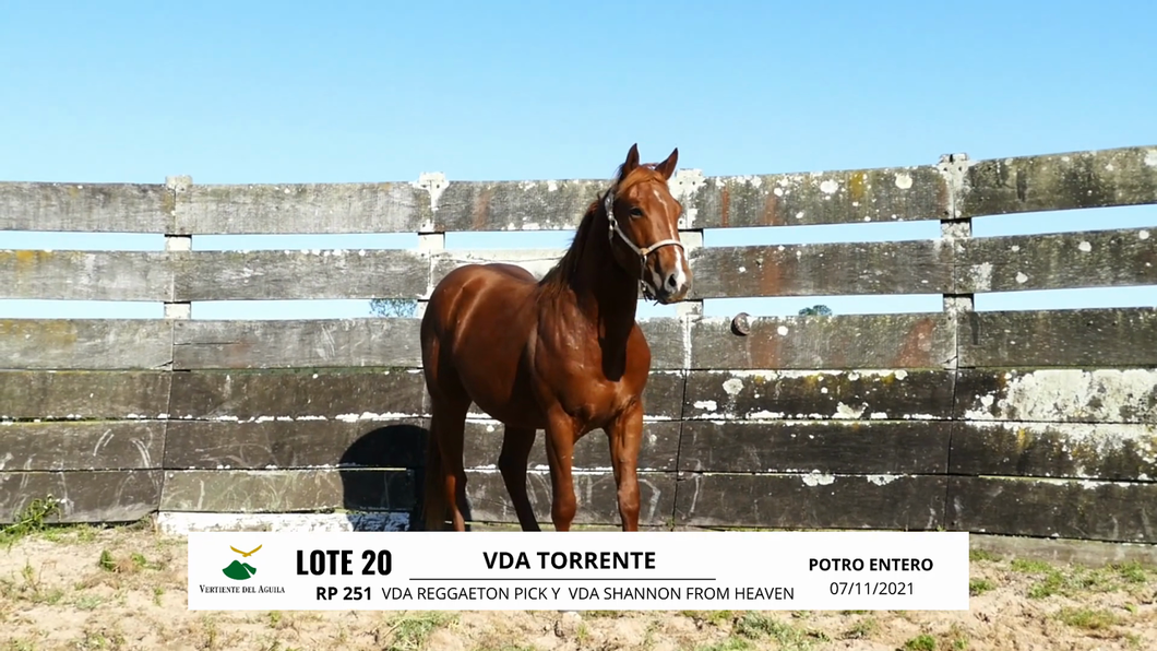 Lote VDA TORRENTE