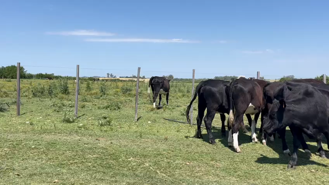 Lote VAQUILLONAS 1 a 2 AÑOS