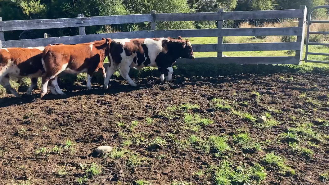 Lote 6 Ternero en Cisnes, XI Región Aysén