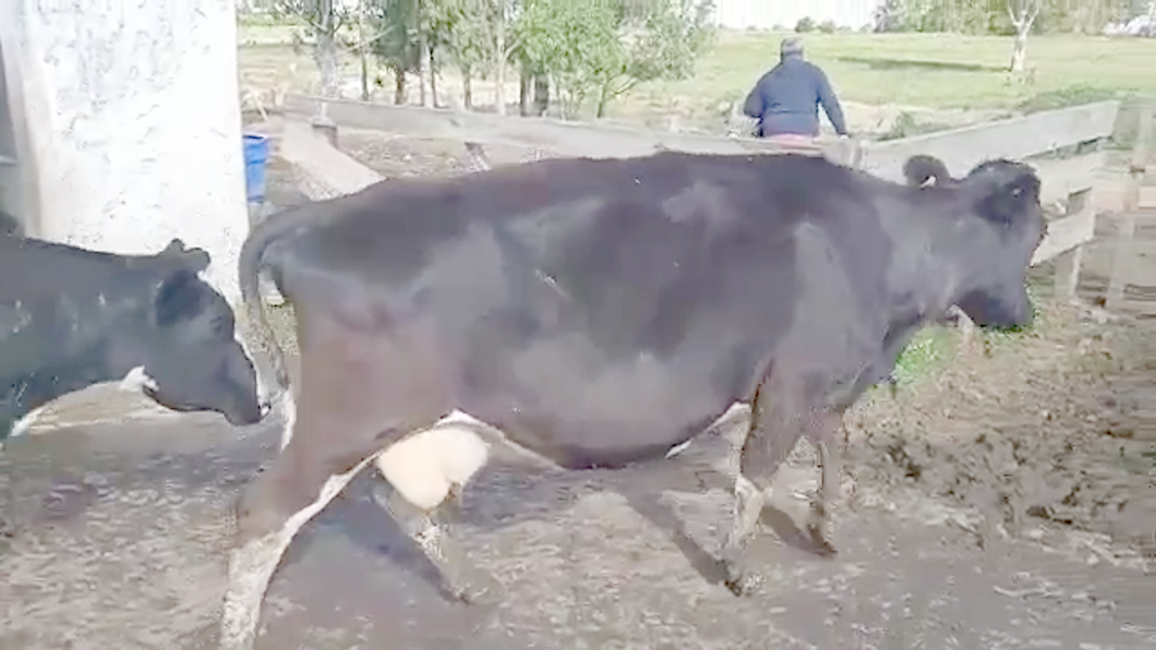 Lote 2 Vacas de Invernada a remate en PANTALLA CAMY 490kg - , San José