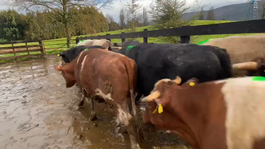 Lote 19 Novillo Gordo en Los Lagos, XIV Región Los Ríos