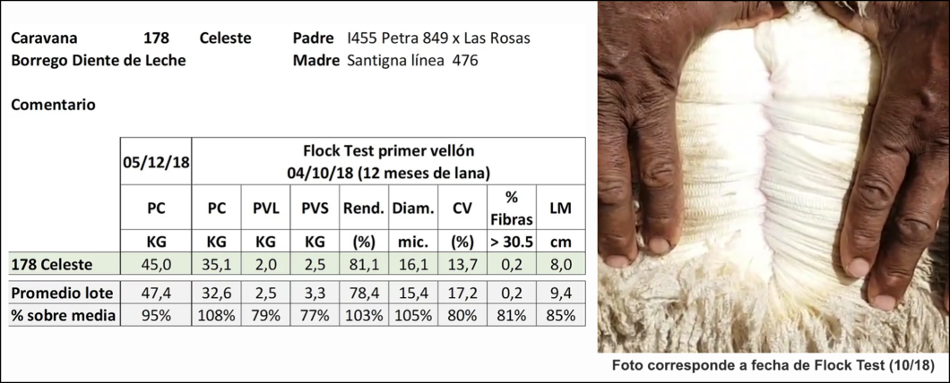 Lote Caravana 178