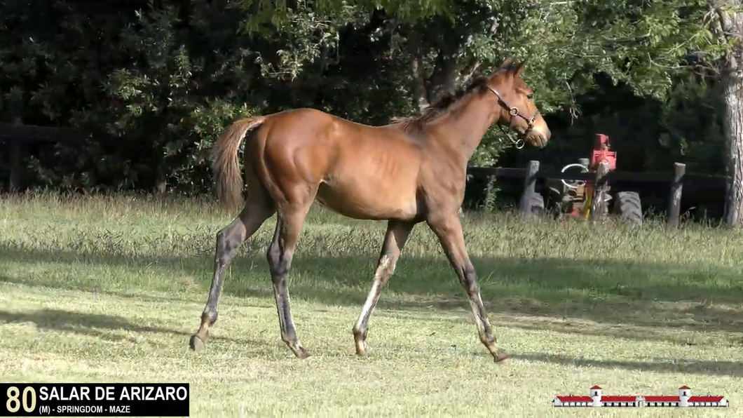 Lote SALAR DE ARIZARO