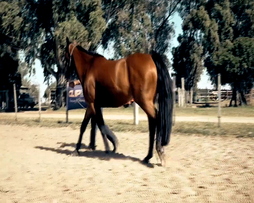 Lote AMERICAN PINE